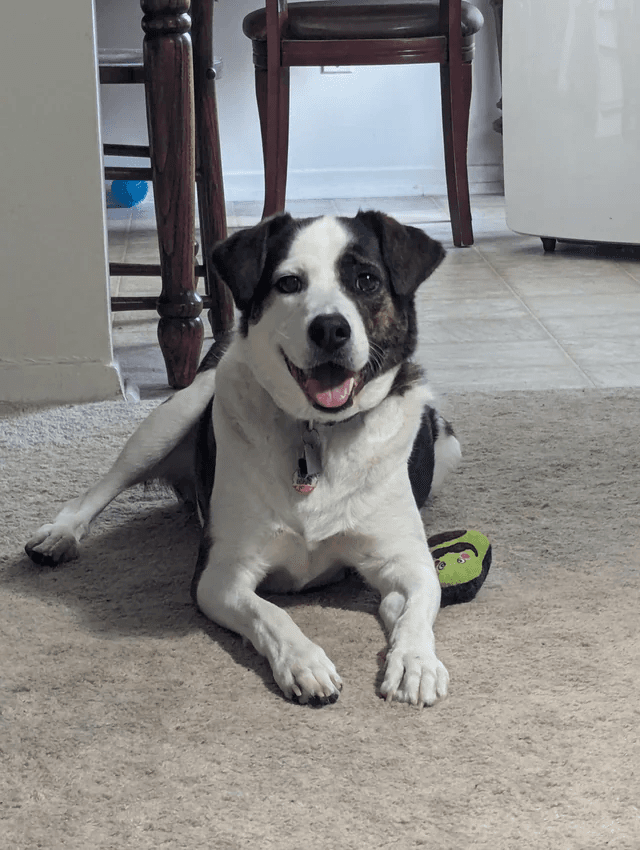 Cooper — original photo